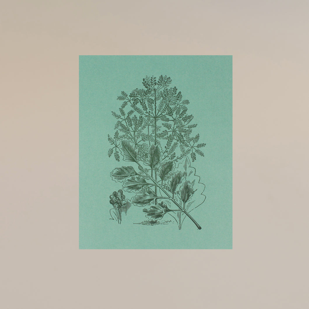 Botanical 8x10 Letterpress Art Print